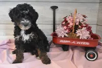 Thomas, a male Goldendoodle for sale in Middlebury, IN – Photo 1 of 6