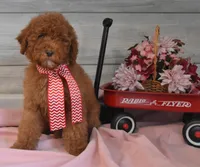 Santa Toy, a male Goldendoodle for sale in Middlebury, IN – Photo 9 of 10