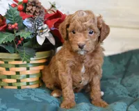 Santa Toy, a male Goldendoodle for sale in Middlebury, IN – Photo 3 of 10