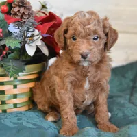Santa Toy, a male Goldendoodle for sale in Middlebury, IN – Photo 6 of 10