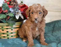 Santa Toy, a male Goldendoodle for sale in Middlebury, IN – Photo 6 of 10
