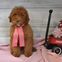 Santa Toy, a male Goldendoodle for sale in Middlebury, IN – Photo 2 of 10