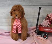 Santa Toy, a male Goldendoodle for sale in Middlebury, IN – Photo 1 of 10