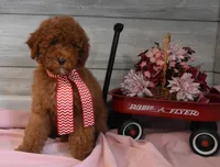 Santa Toy, a male Goldendoodle for sale in Middlebury, IN – Photo 10 of 10