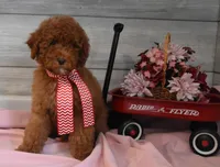 Santa Toy, a male Goldendoodle for sale in Middlebury, IN – Photo 7 of 10