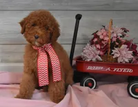 Santa Toy, a male Goldendoodle for sale in Middlebury, IN – Photo 2 of 10