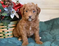 Santa Toy, a male Goldendoodle for sale in Middlebury, IN – Photo 5 of 10