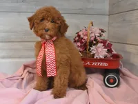 Santa Toy, a male Goldendoodle for sale in Middlebury, IN – Photo 4 of 10