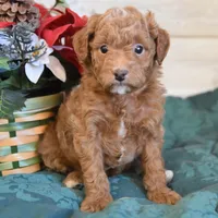 Santa Toy, a male Goldendoodle for sale in Middlebury, IN – Photo 8 of 10