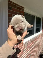 No  name yet, a male French Bulldog for sale in Newport News, VA – 4 of 5