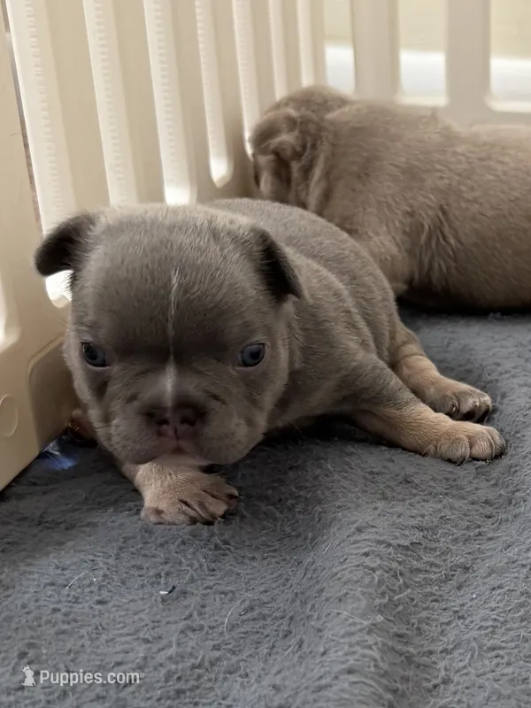 Apollo, a male French Bulldog for sale in Newport News, VA – 1 of 4