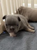Apollo, a male French Bulldog for sale in Newport News, VA – 1 of 4