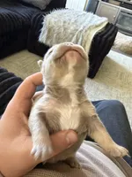 No  name yet, a male French Bulldog for sale in Newport News, VA – 3 of 5