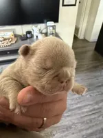 No  name yet, a male French Bulldog for sale in Newport News, VA – 2 of 5