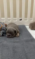 Apollo, a male French Bulldog for sale in Newport News, VA – 2 of 4
