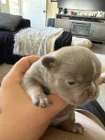 No name yet, a male French Bulldog for sale in Newport News, VA – 2 of 5