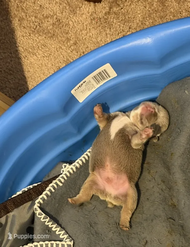 No  name yet – French Bulldog puppy for sale in Newport News, VA