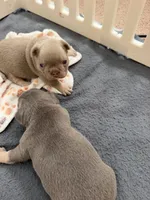 Rocky, a male French Bulldog for sale in Newport News, VA – 6 of 6