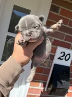 No name yet, a male French Bulldog for sale in Newport News, VA – 1 of 5