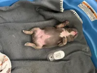No name yet, a male French Bulldog for sale in Newport News, VA – 5 of 5