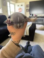 No name yet, a male French Bulldog for sale in Newport News, VA – 4 of 5