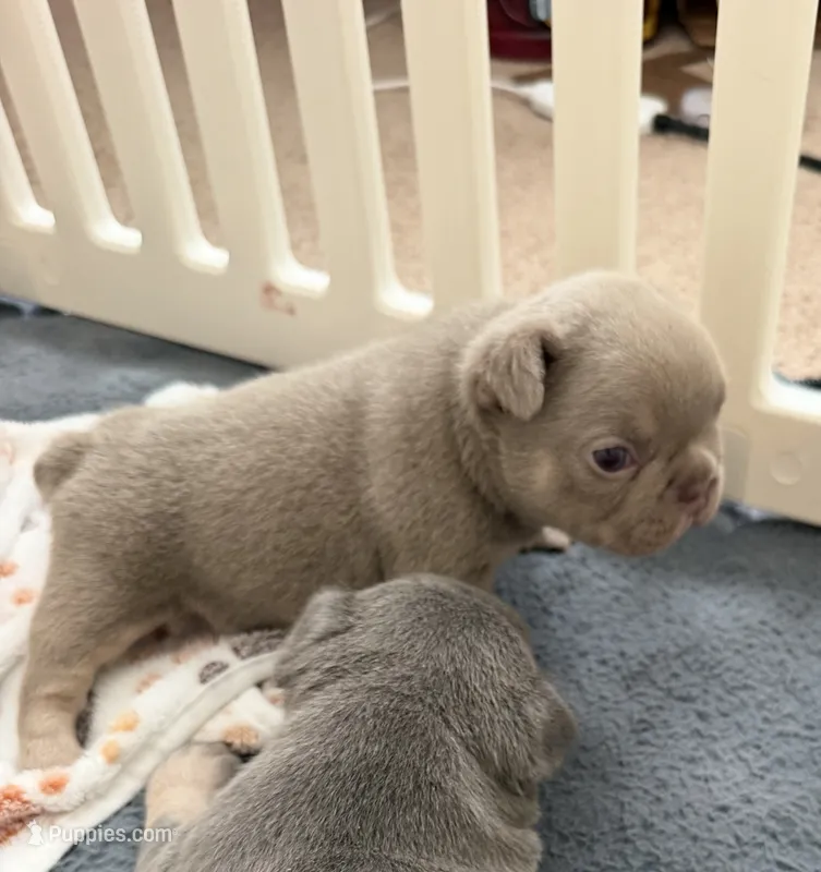 Rocky, a male French Bulldog for sale in Newport News, VA – 1 of 6