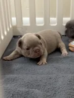Rocky, a male French Bulldog for sale in Newport News, VA – 2 of 6