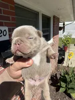 Rocky, a male French Bulldog for sale in Newport News, VA – 4 of 6
