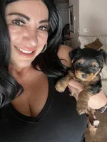 Lil Belle, a female Yorkshire Terrier for sale in Glendale, AZ – 2 of 10