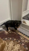 Lil Belle, a female Yorkshire Terrier for sale in Glendale, AZ – 4 of 10