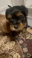 Lil Belle, a female Yorkshire Terrier for sale in Glendale, AZ – 3 of 10