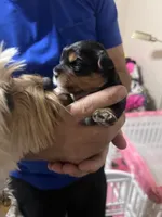 Bitty, a female Yorkshire Terrier for sale in Glendale, AZ – 6 of 6
