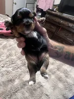 Bitty, a female Yorkshire Terrier for sale in Glendale, AZ – 4 of 6