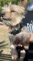 Max, a male Yorkshire Terrier for sale in Glendale, AZ – 3 of 3