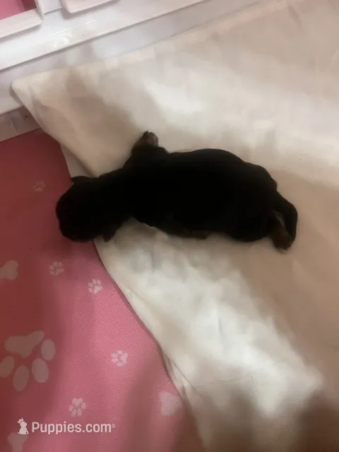 LIL BIT – Yorkshire Terrier puppy for sale in Glendale, AZ