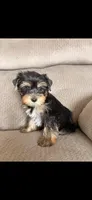 Glory, a female Yorkshire Terrier for sale in Glendale, AZ – 2 of 3