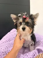Georgia, a female Yorkshire Terrier for sale in Glendale, AZ – 3 of 3