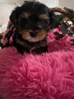 Bitty, a female Yorkshire Terrier for sale in Glendale, AZ – 4 of 6