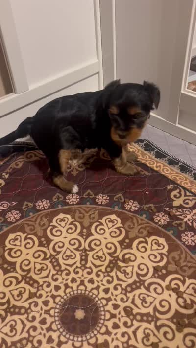 Lil Belle, a female Yorkshire Terrier for sale in Glendale, AZ – 5 of 10