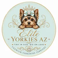 Lil Belle, a female Yorkshire Terrier for sale in Glendale, AZ – 8 of 10