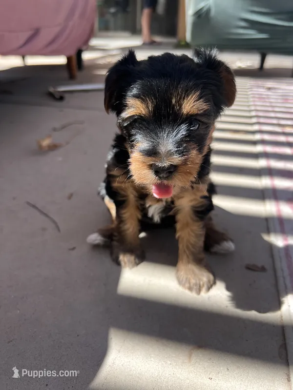 Lil Belle – Yorkshire Terrier puppy for sale in Glendale, AZ