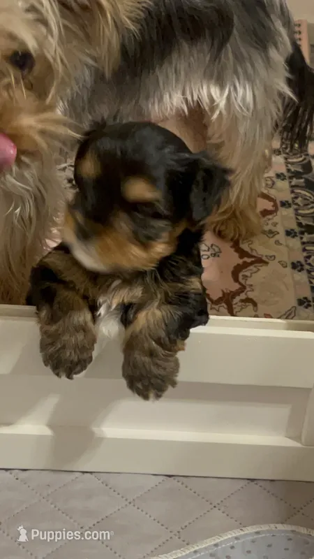 Bitty – Yorkshire Terrier puppy for sale in Glendale, AZ