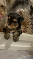 Bitty, a female Yorkshire Terrier for sale in Glendale, AZ – 1 of 6