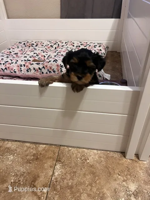 Lil Belle – Yorkshire Terrier puppy for sale in Glendale, AZ