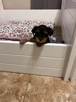Lil Belle, a female Yorkshire Terrier for sale in Glendale, AZ – 1 of 9