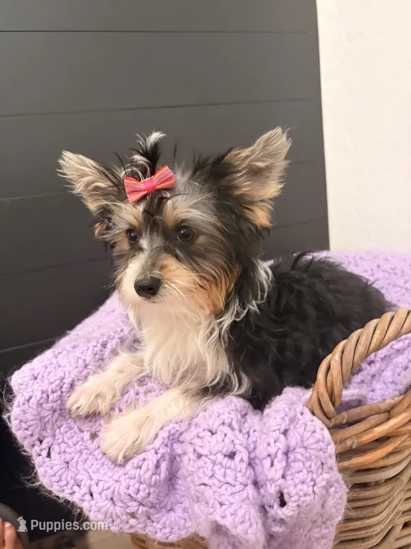 Georgia – Yorkshire Terrier puppy for sale in Glendale, AZ