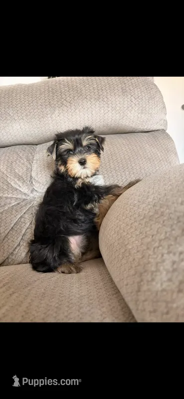 Gloria – Yorkshire Terrier puppy for sale in Glendale, AZ