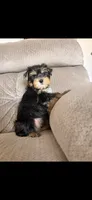 Glory, a female Yorkshire Terrier for sale in Glendale, AZ – 1 of 3