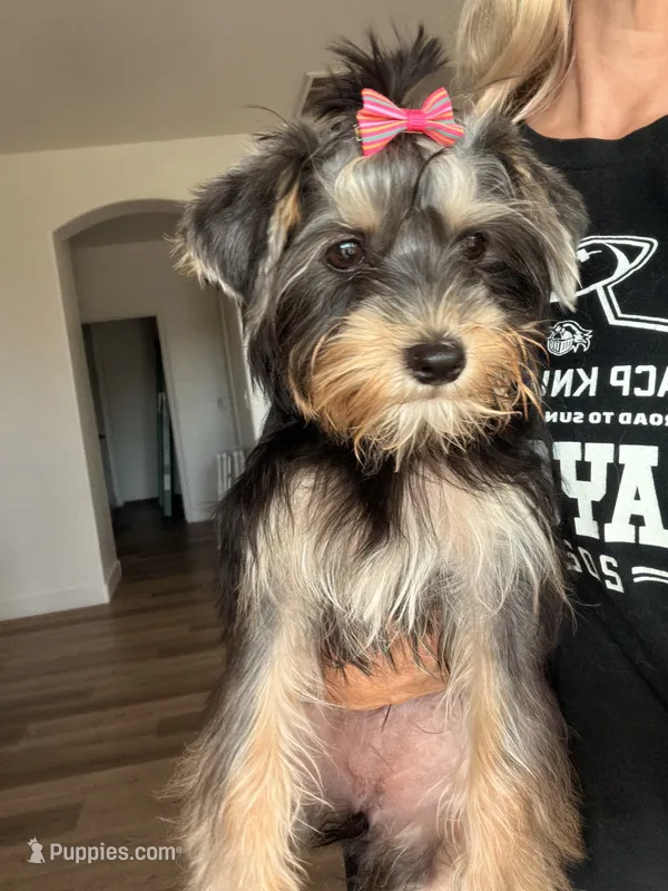 Glory – Yorkshire Terrier puppy for sale in Glendale, AZ