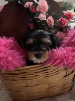 Bitty, a female Yorkshire Terrier for sale in Glendale, AZ – 6 of 6